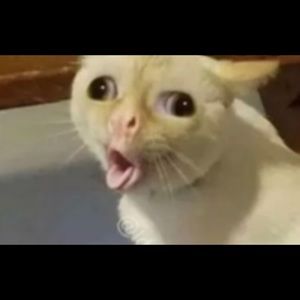 Meet your Posher, Mia